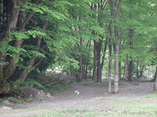 ♪　はるばる来たぜ～早川町～　♪　其の二　（by　早川町オートキャンプ場）