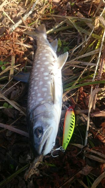 秋の釣りはじまり