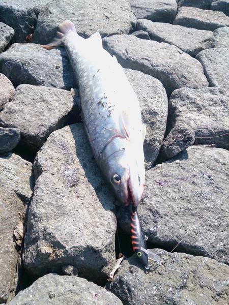 他力本願釣果