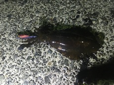 エギング、水中撮影とか土日で遊んだ内容 2018/10/16 12:40:24