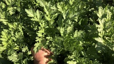 収穫した春菊のたらこスパとPC設定のあきらめ 2019/02/13 20:47:29