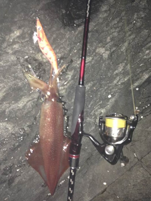 郵便、先生、スネ、ドレでエギング大決闘だー！