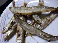 桧原湖ワカサギ釣り（屋形）