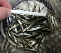 負のループ？？バラギ湖釣行 2011/02/08 19:00:00