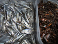 懲りずにバラギ湖へ連釣！！ 2011/02/28 19:00:19