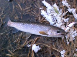 手の痛さと小さい魚