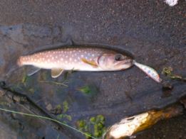 手の痛さと小さい魚