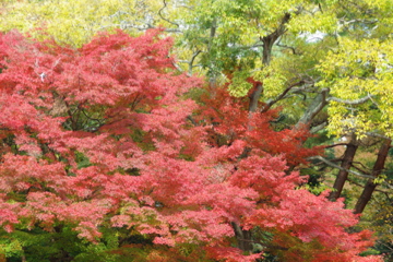 紅葉と湯豆腐とはぴば