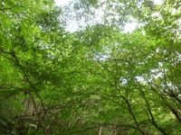 森への入口　其之壱