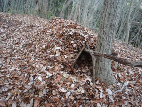 debris hut