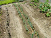 ネギ　定植後後２週間とちょっと