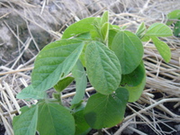 枝豆　定植後２週間
