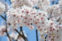本日の桜