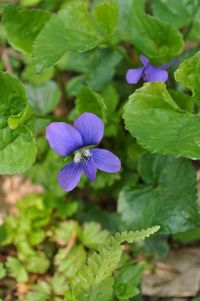 本日の庭の花