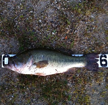 ６月最初の釣行は…