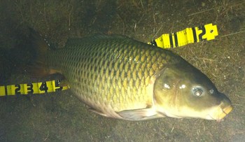 リベンジ成功！？人生最大魚捕獲！！