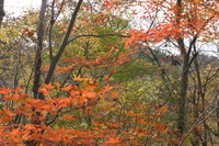 バイクで紅葉狩り♪
