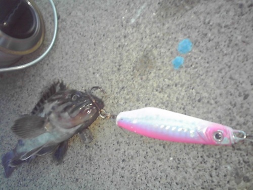 こんな魚までｗ・・・・(^o^)v