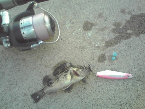 こんな魚までｗ・・・・(^o^)v