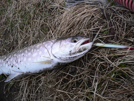 本命が釣れない19・・・・((((゜д゜;))))