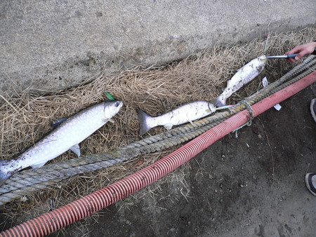 本命が釣れない19・・・・((((゜д゜;))))