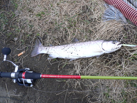 本命が釣れない19・・・・((((゜д゜;))))