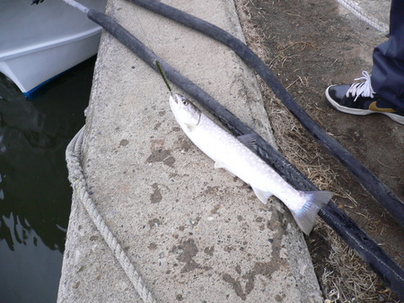 本命が釣れない19・・・・((((゜д゜;))))