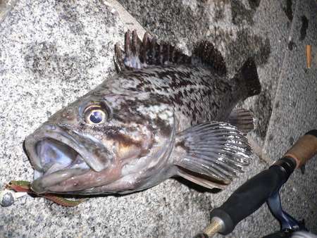 夜の釣り84・・・・(^o^)v