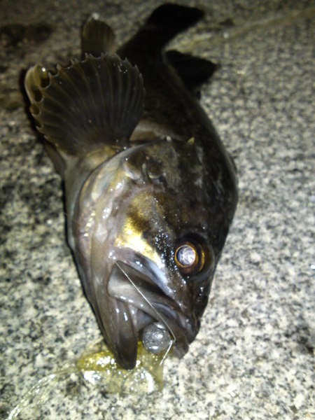 昨日の夜業＆例の？？ゲット！・・・・其の74(^o^)v