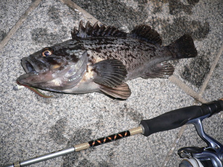 夜の釣り84・・・・(^o^)v