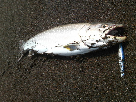 行って来ますと鬼嫁に挨拶・・・・其の61(^o^)v