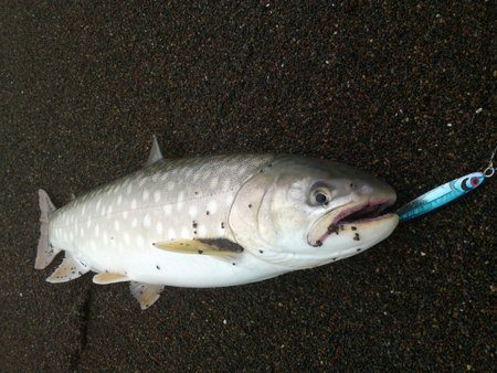 行って来ますと鬼嫁に挨拶・・・・其の61(^o^)v
