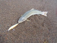 ベビーカーと釣り