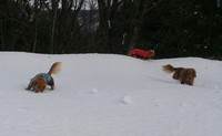 ひるがの方面で雪遊び