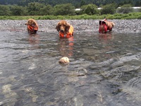 粕川で水遊び 2015年7月12日 2015/07/12 14:31:57