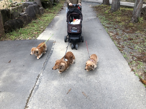 ひるがの高原で秋キャンプ