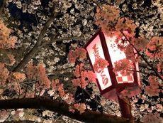 恒例の花見に墨俣一夜城 2018年3月28日 2018/03/28 22:35:24
