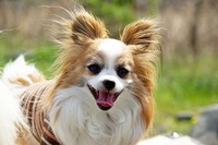 エルちゃんが虹の橋を渡りました