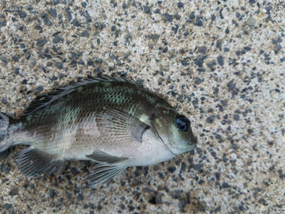 続・軟体動物捕獲隊