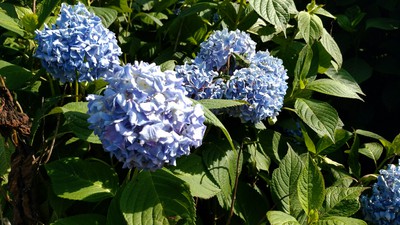 祭り巡りの日