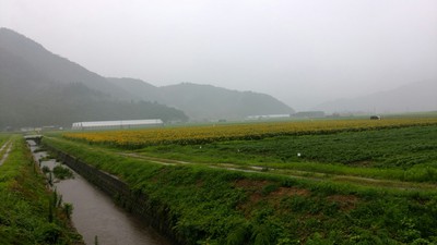 夏を待つ向日葵