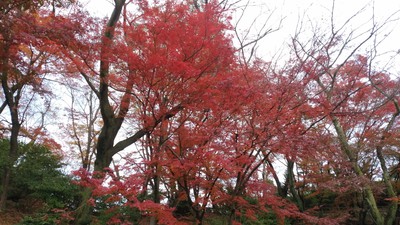 丹南方面紅葉狩り