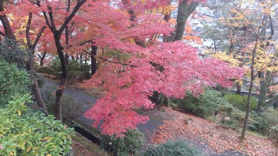 丹南方面紅葉狩り