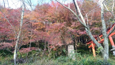 丹南方面紅葉狩り