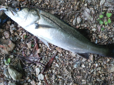 頂つけ麺　魚介醤油だれ