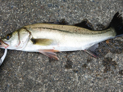 頂つけ麺　魚介醤油だれ