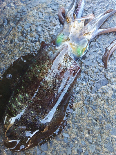 石窯酒場「あいろんバル」へ行ってきた ～B編～