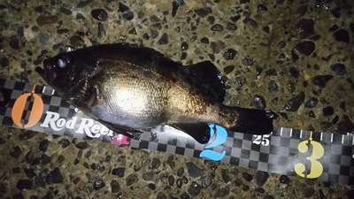 2015敦賀メバルスポーニング突入