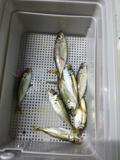 34 Ajing Cup in FUKUIに参戦