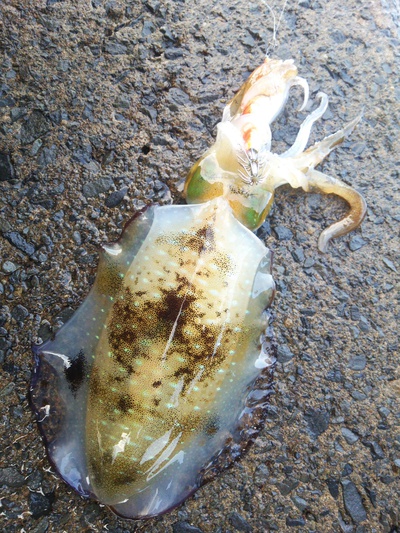 ひさびさ敦賀エギング